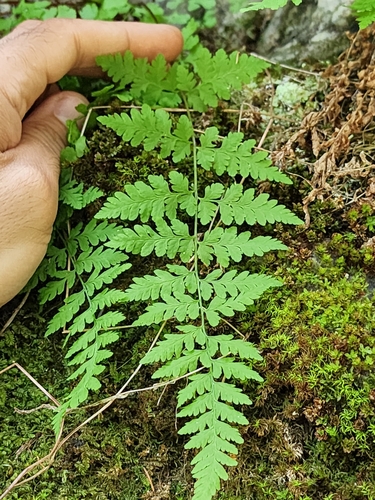 Image of Cystopteris laurentiana by (c) Étienne Léveillé-Bourret, some rights reserved (CC BY)