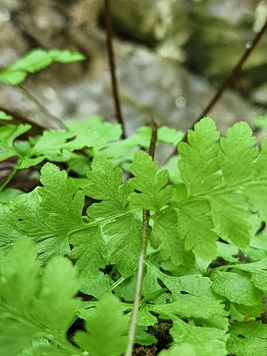 Image of Cystopteris laurentiana by (c) Étienne Léveillé-Bourret, some rights reserved (CC BY)