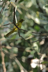 Iole indica