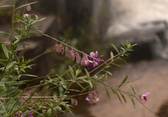 Polygala virgata image