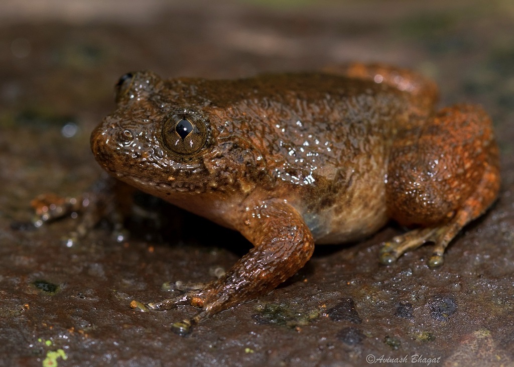 Night Frogs