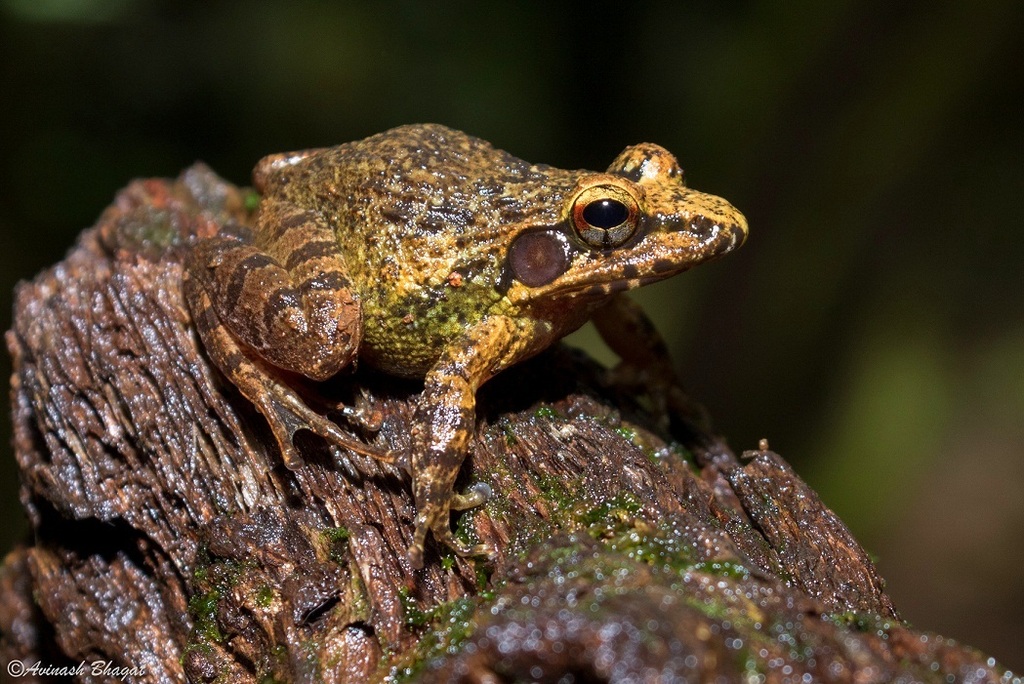 Amboli Leaping Frog