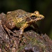 Amboli Leaping Frog - Photo (c) Avinash Bhagat, some rights reserved (CC BY-NC), uploaded by Avinash Bhagat