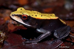 Bicoloured Frog photo 3