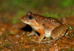 Amboli Leaping Frog photo 2