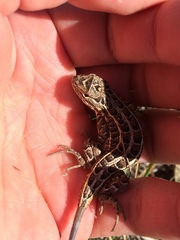 Sceloporus scalaris