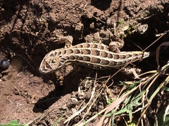 Sceloporus scalaris