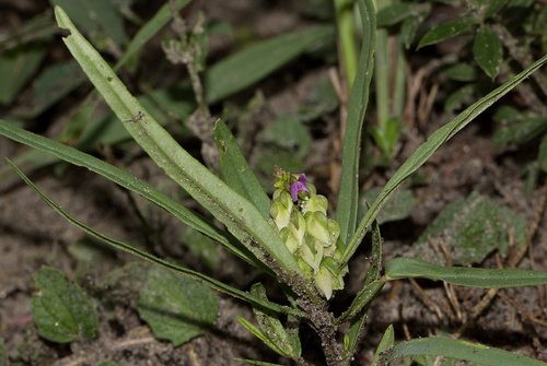 Polygala albida subsp. albida image