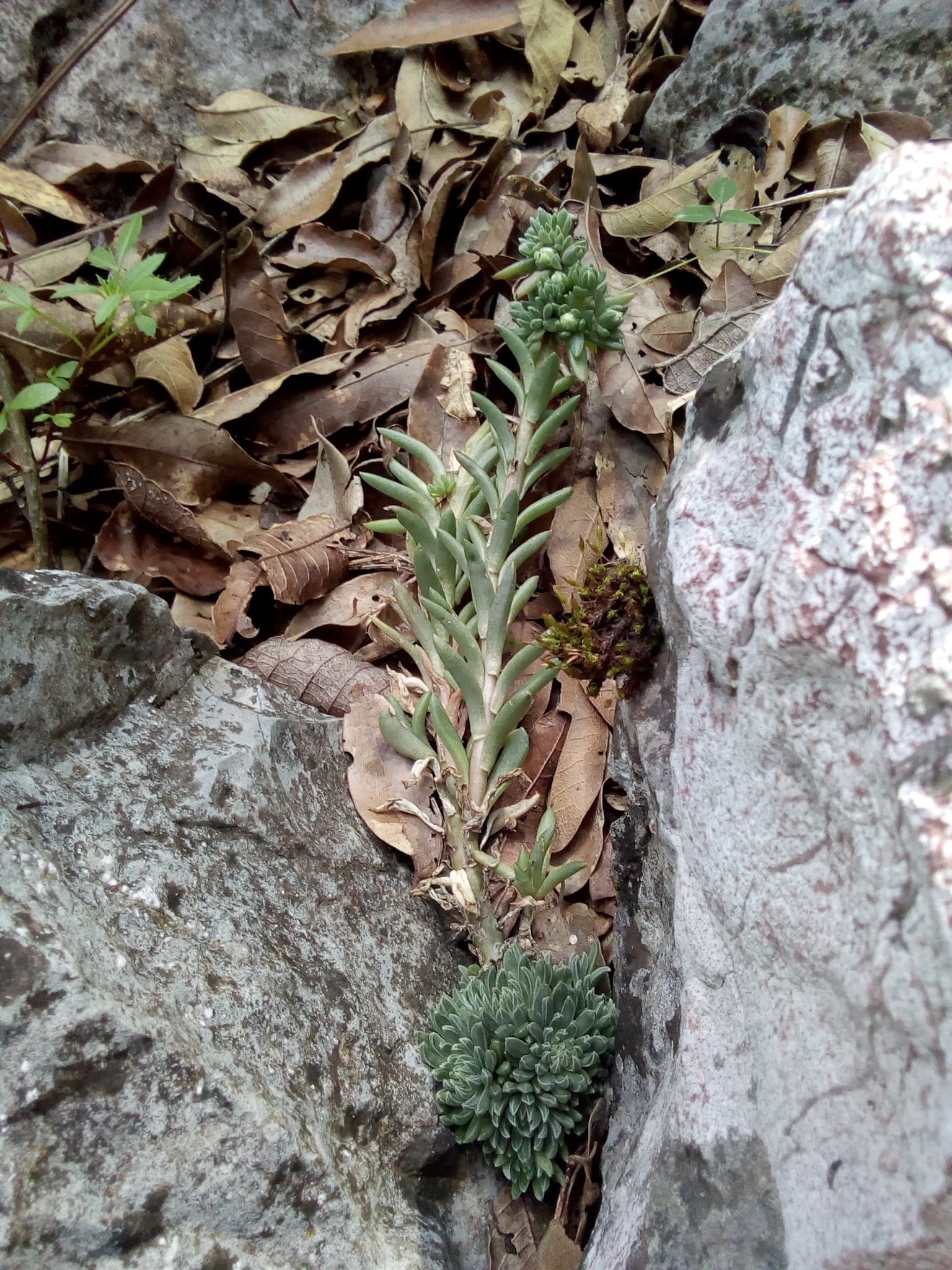 Villadia aristata