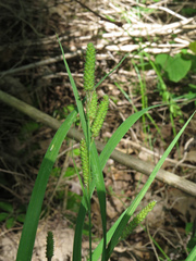 Carex shortiana