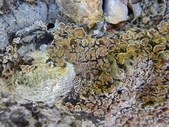 Psora pseudorussellii