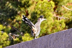 Geococcyx californianus