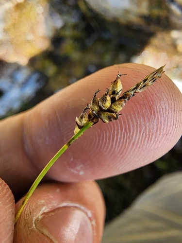 Image of Carex concinna by (c) Étienne Léveillé-Bourret, some rights reserved (CC BY)