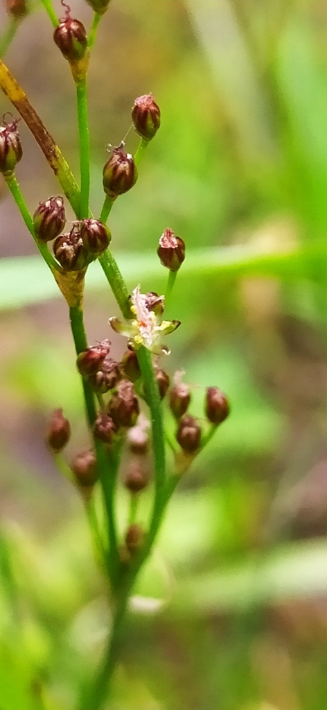 Roundfruit rush (Juncus compressus)