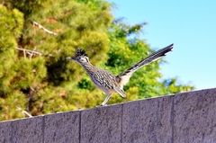 Geococcyx californianus