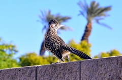 Geococcyx californianus