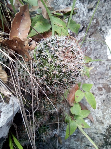 Mammillaria erythrosperma