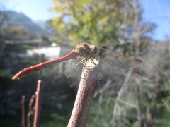 Sympetrum nigrifemur