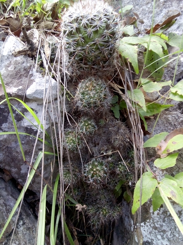 Mammillaria erythrosperma