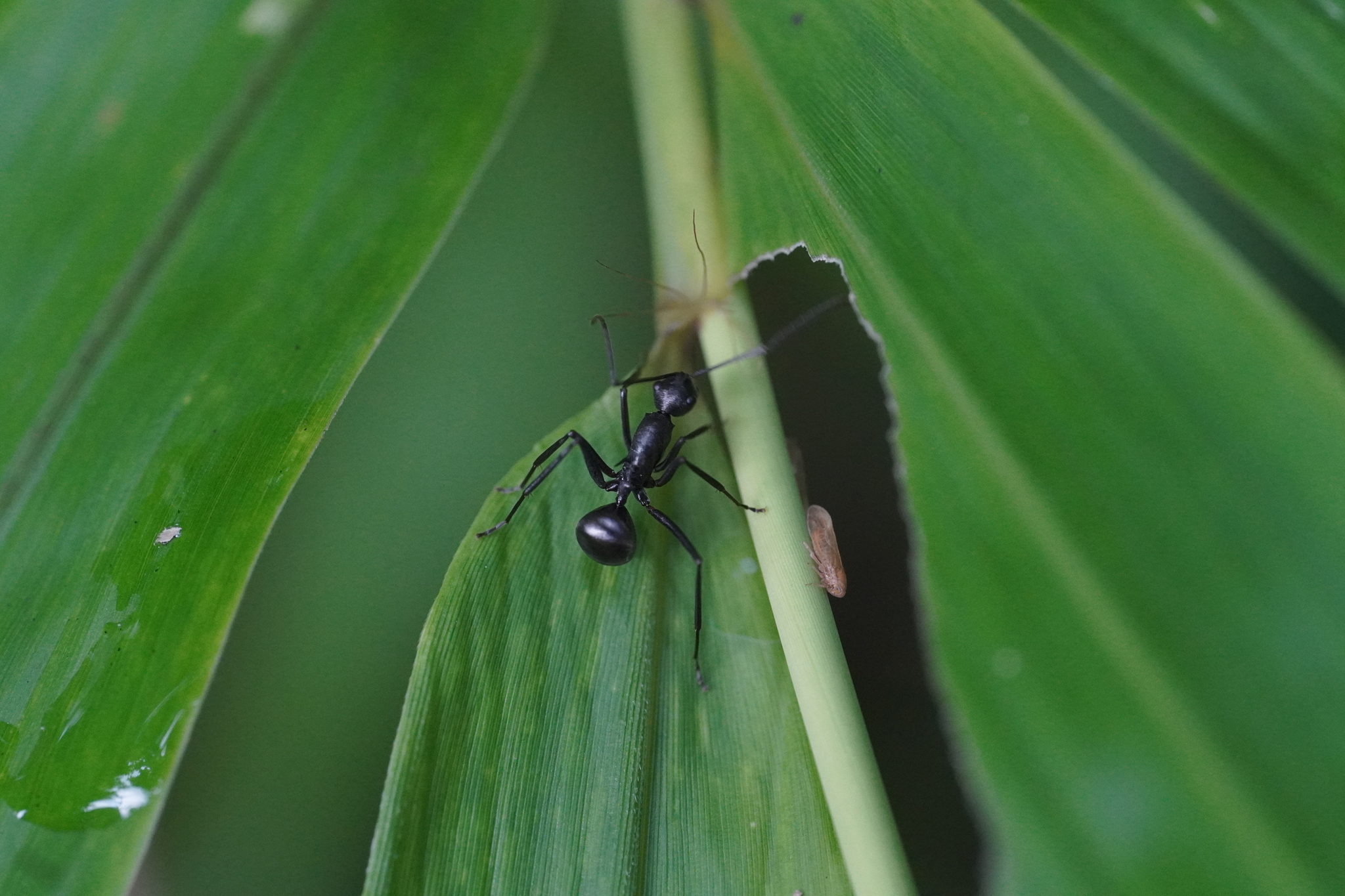 Polyrhachis peetersi