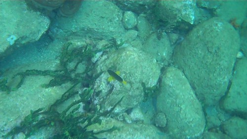Hypoplectrus aberrans