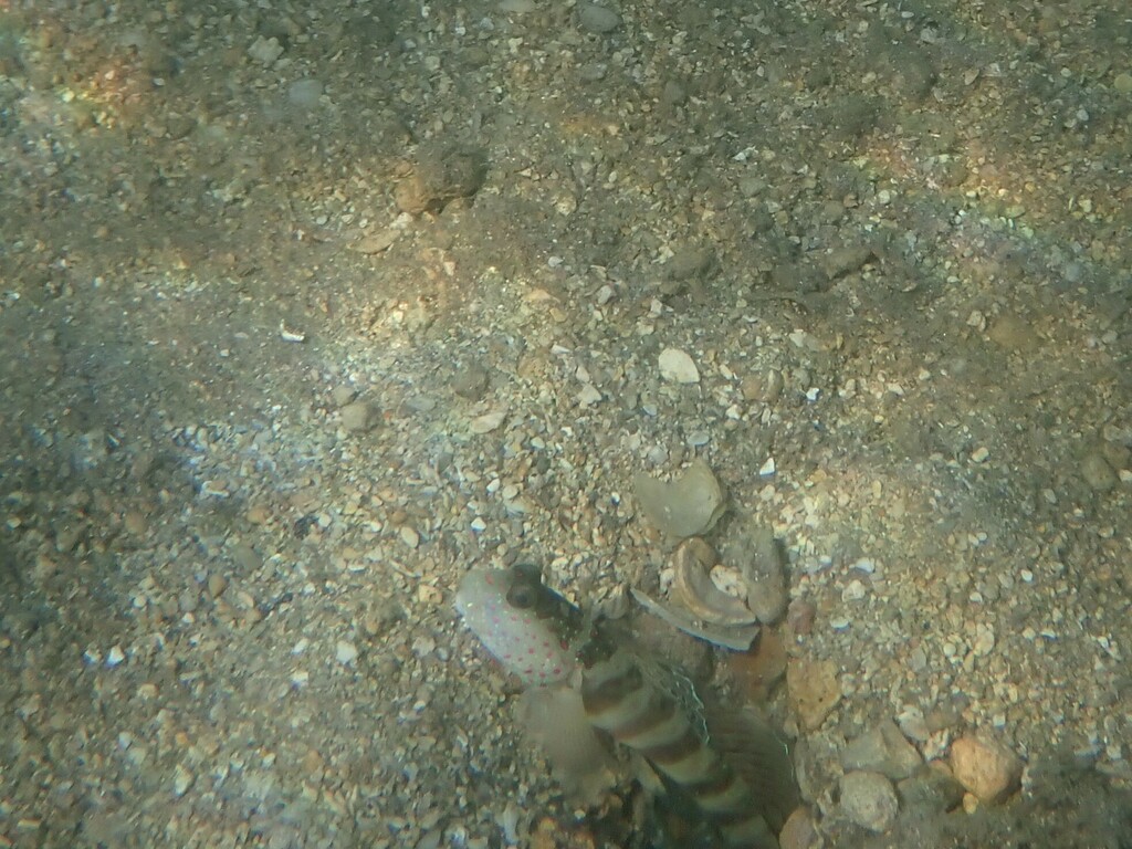 Leptocephalus Prawn-goby