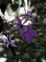 Epidendrum centropetalum