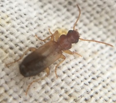 Paradromius linearis
