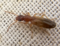 Paradromius linearis