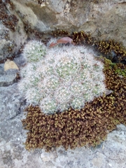 Mammillaria erythrosperma