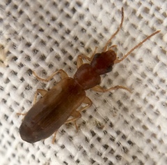 Paradromius linearis