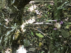 Epidendrum centropetalum