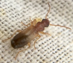 Paradromius linearis