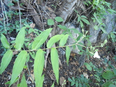 Tripogandra grandiflora
