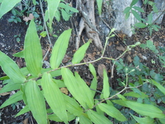 Tripogandra grandiflora