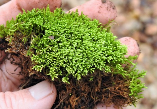 Claopodium rostratum
