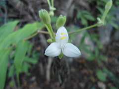 Tripogandra grandiflora