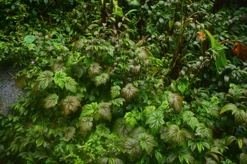 Begonia multangula, photograph 6