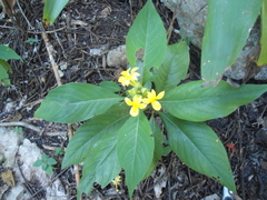 Barleria oenotheroides