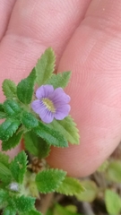 Stemodia verticillata