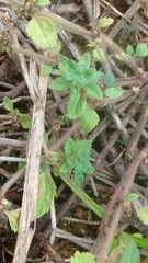 Stemodia verticillata