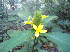 Barleria oenotheroides