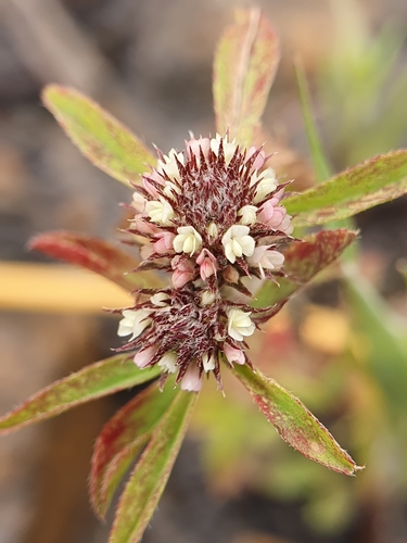 Trifolium bocconei image