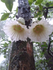 Amphitecna tuxtlensis