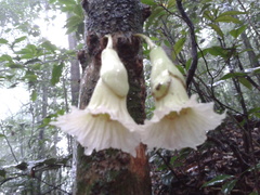 Amphitecna tuxtlensis