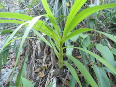 Cyrtopodium macrobulbon