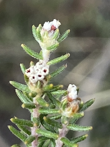 Karoo Hardleaf (Phylica karroica)