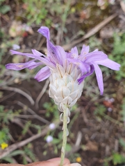 Catananche caerulea image