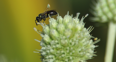 Hylaeus punctatus