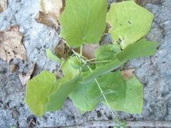 Eupatoriastrum corvi